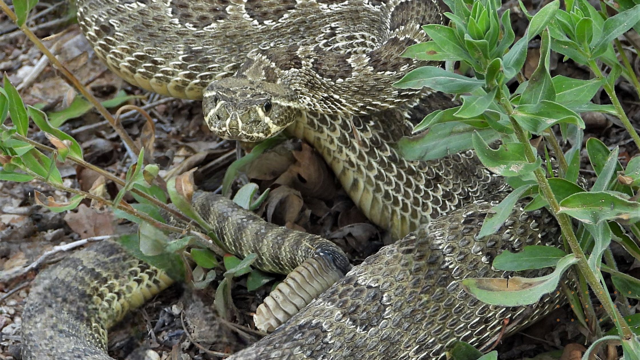 Rattlesnake Bites