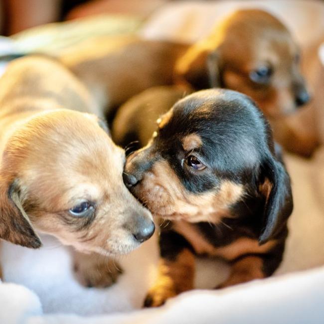 dog breeding services at village center vet