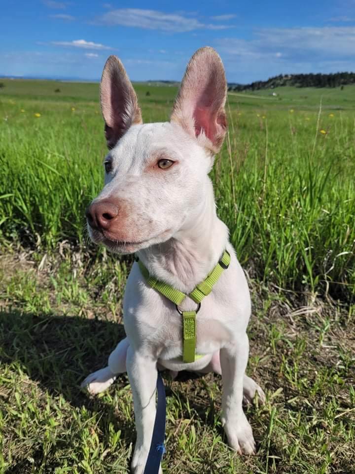 hospital for pets in Colorado Springs CO