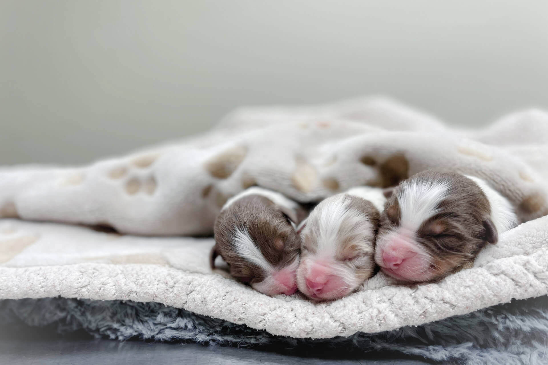 pet clinic in Colorado Springs CO