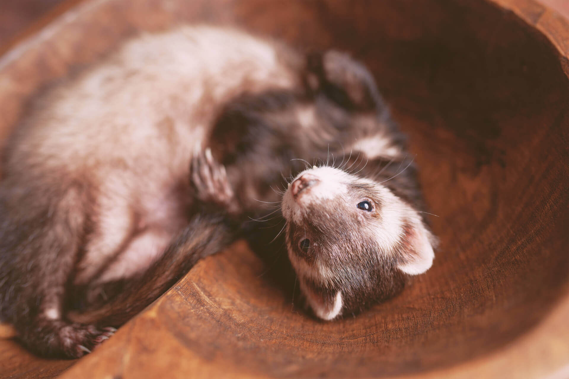 Veterinarian in Colorado Springs CO