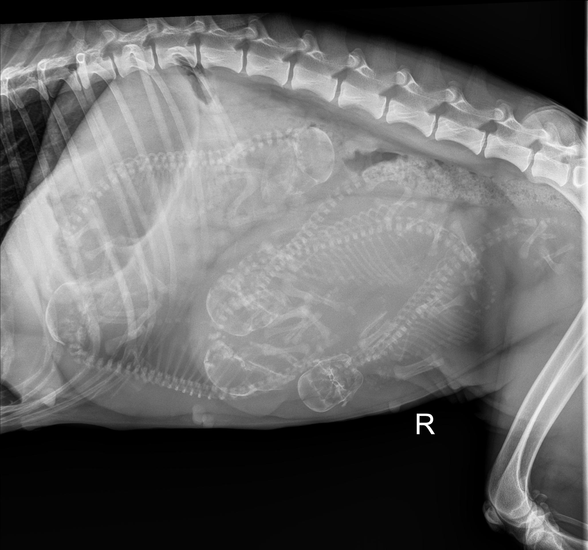 Pregnant Chihuahua X Ray