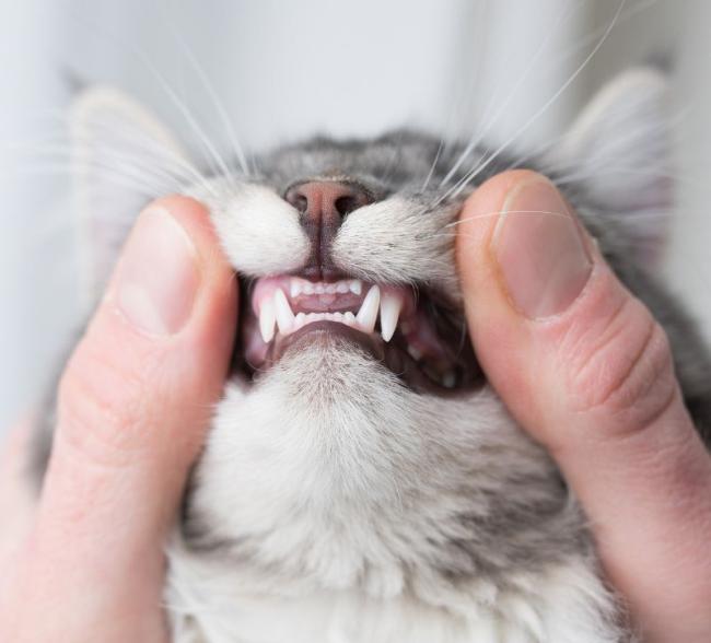 Colorado Springs Colorado Veterinarians